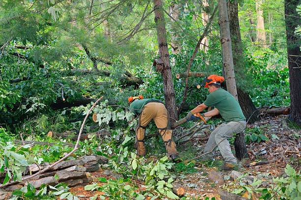 Emergency Storm Tree Removal in Hominy, OK